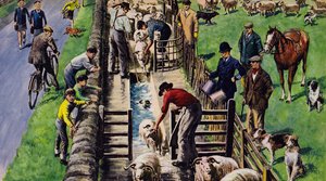 Un bain de moutons, Angleterre, années 1960 - English School